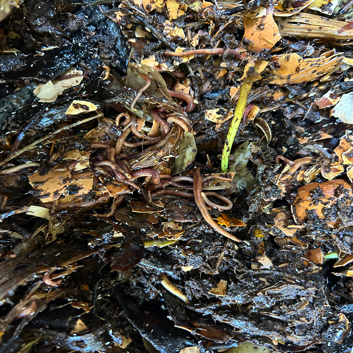 regenerative-agriculture